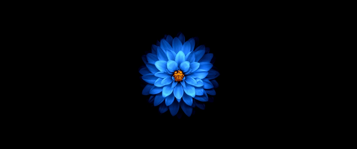Beautiful blue petals 3440x1440