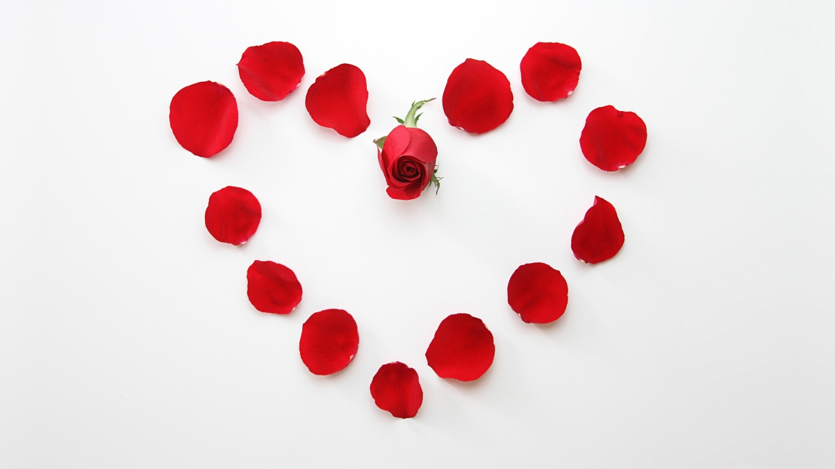 Rose flower, petals, love heart 4k wallpaper