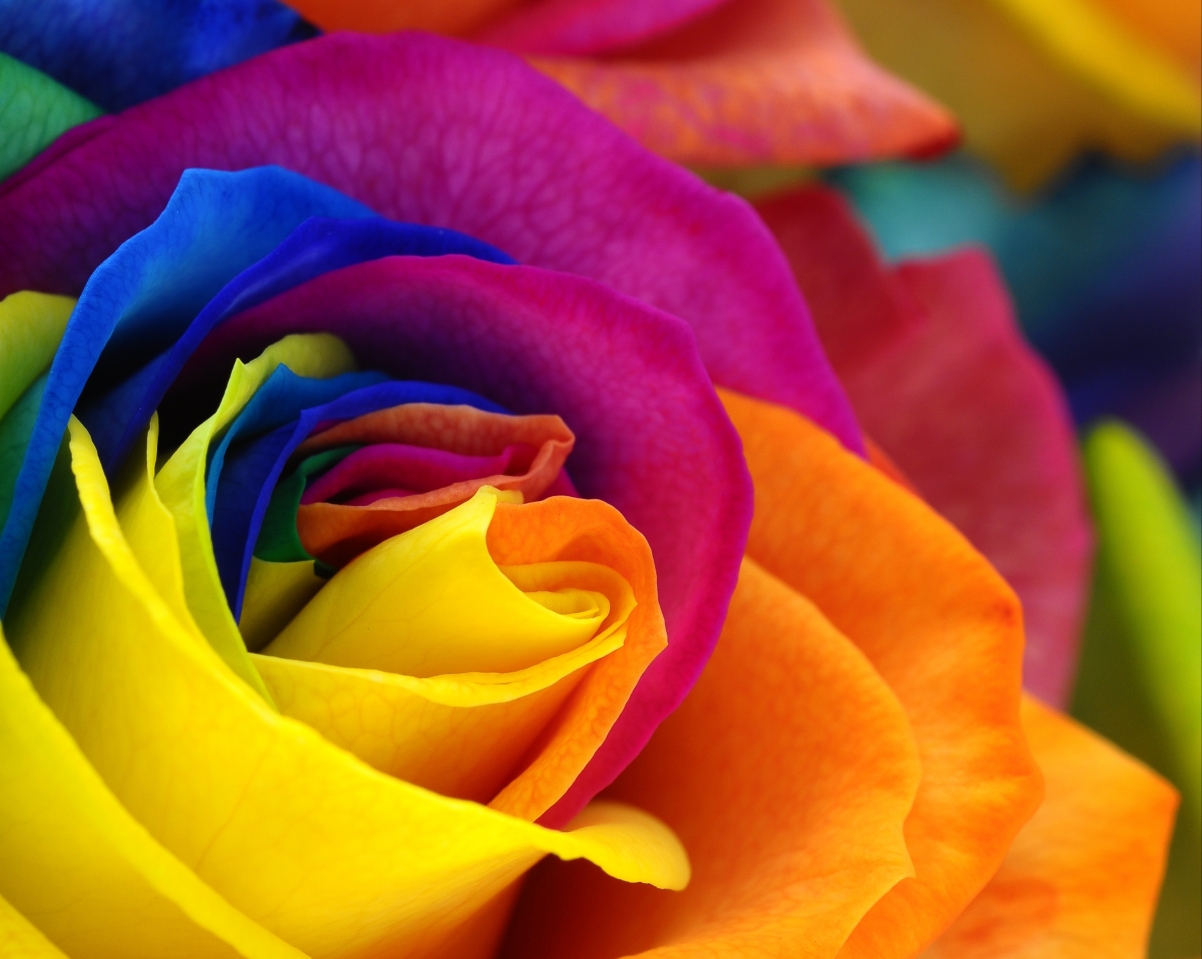 Colorful petals of roses