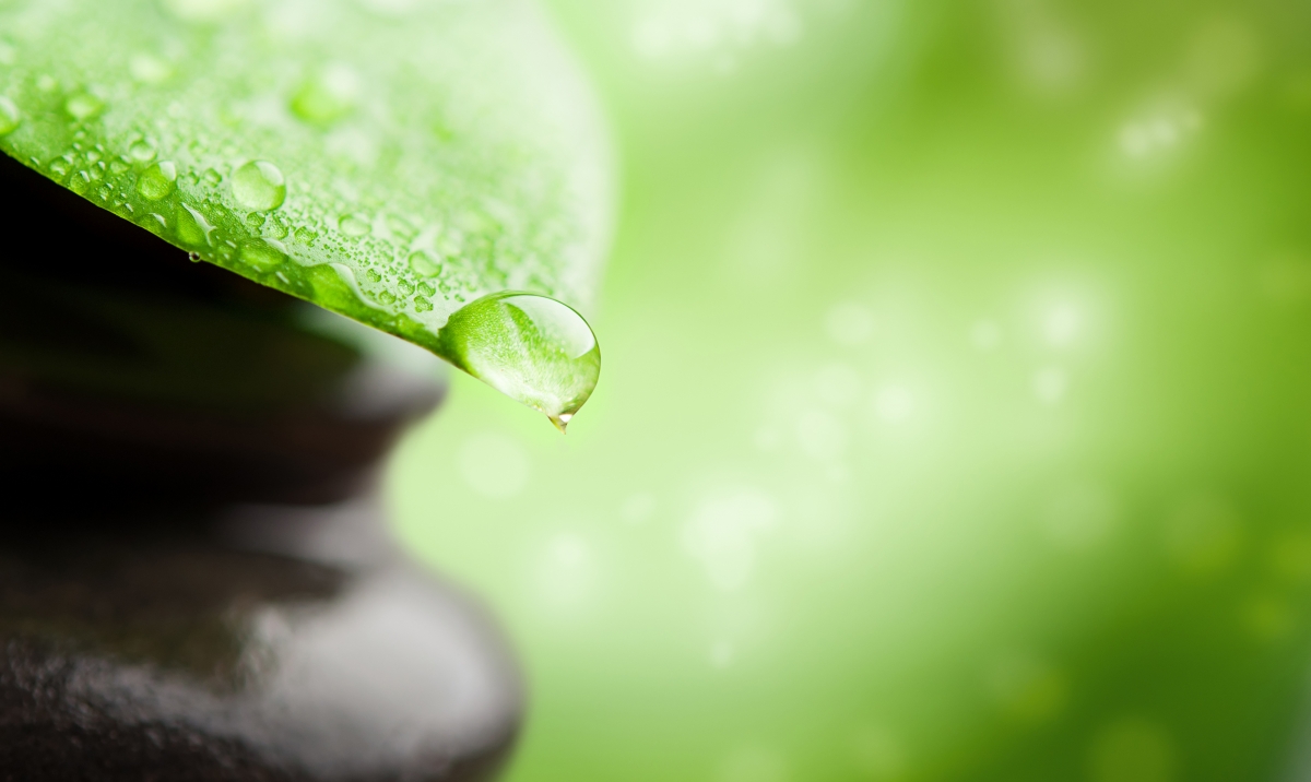 Green leaf water drops 4k eye protection wallpaper
