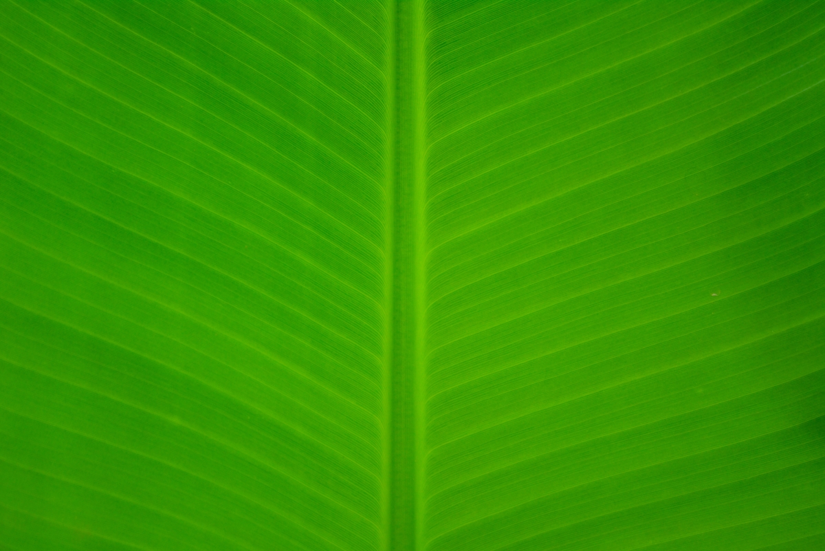 Green Banana Leaf Fresh Cambodia