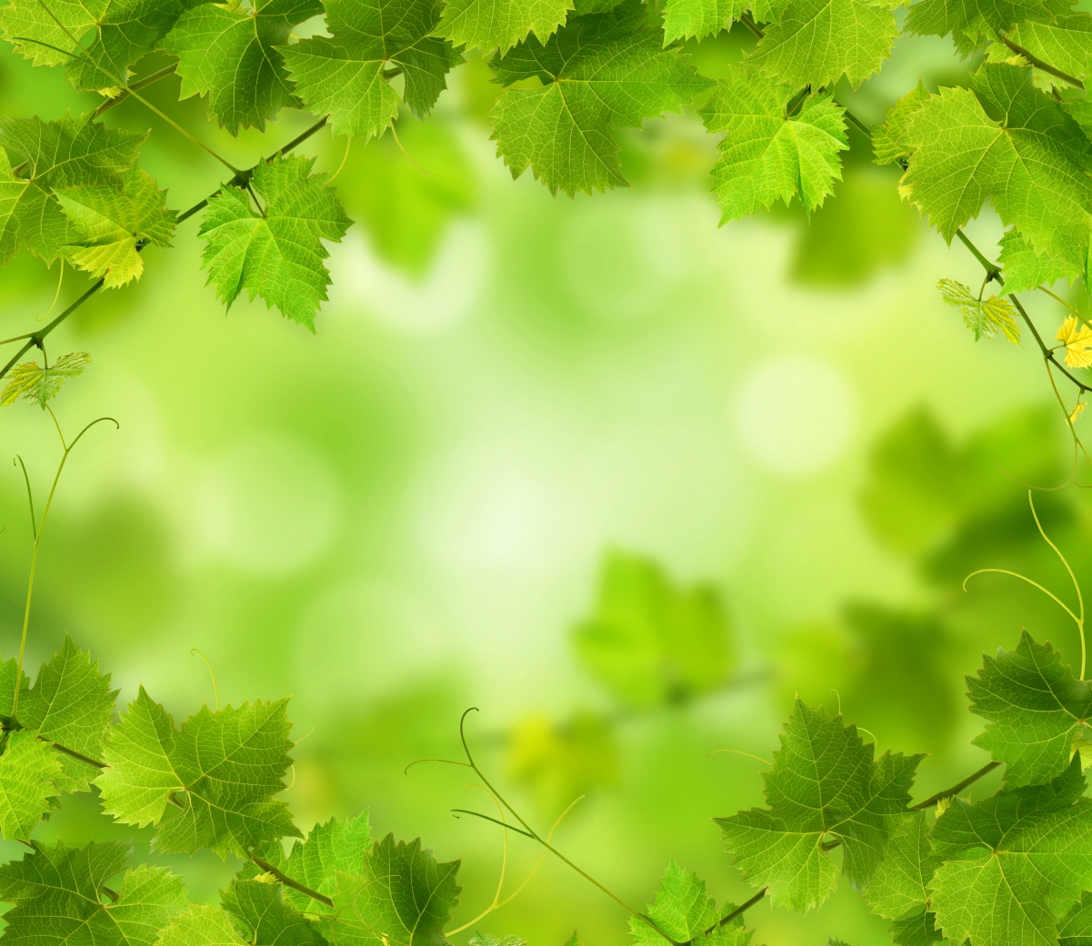 Green branches leaves background 4K wallpaper