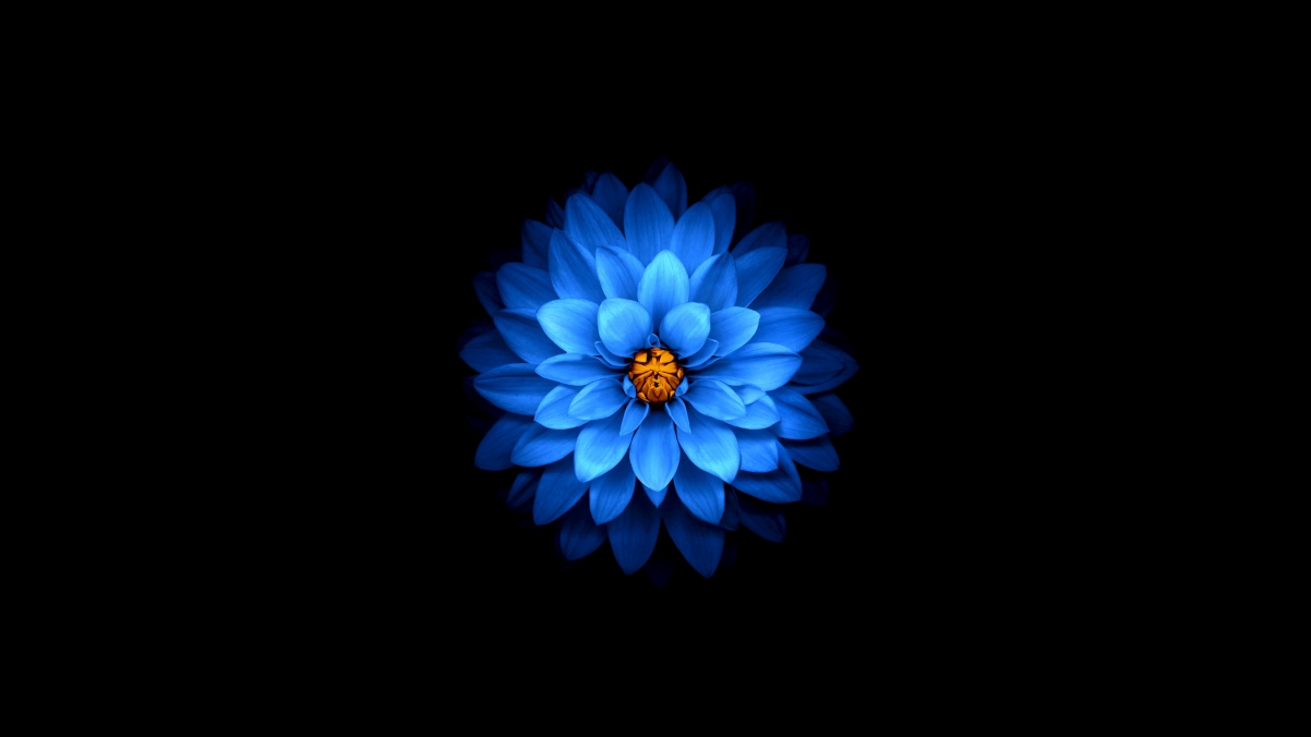 Blue petals 4k wallpaper