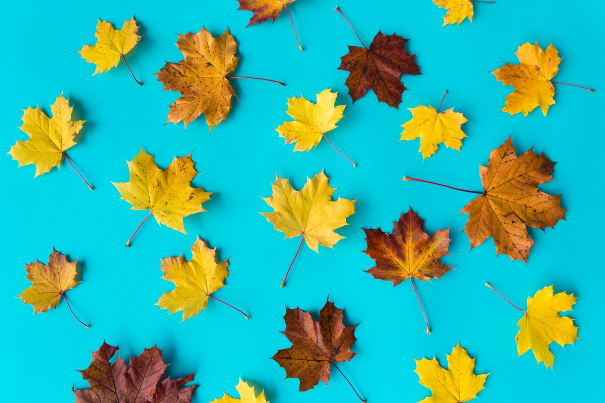 Autumn leaves on blue background 4k