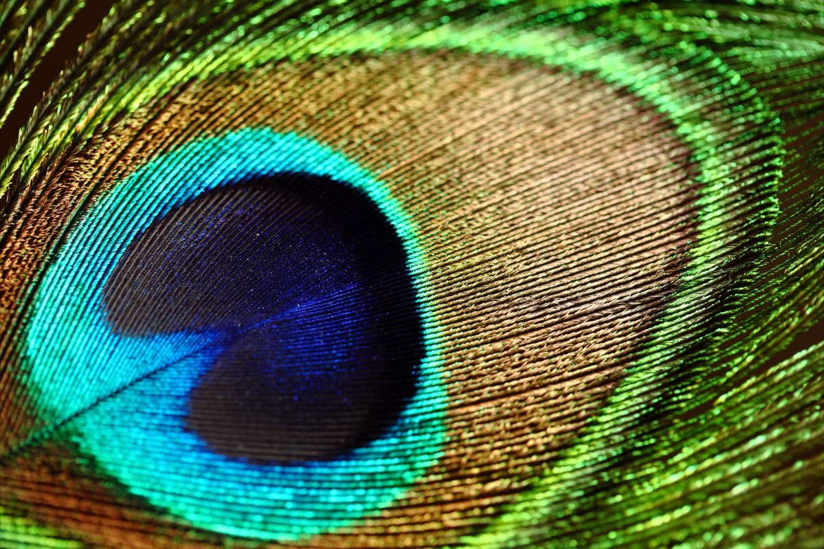 Peacock feather pattern texture back