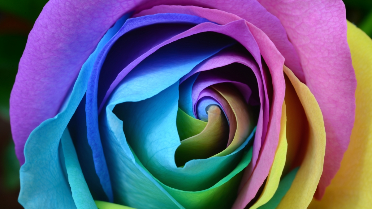 Colored petals 4K wallpaper