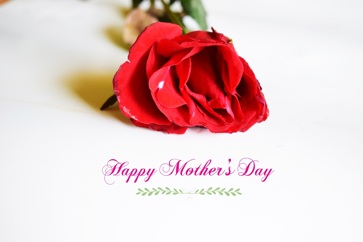 Red rose mother